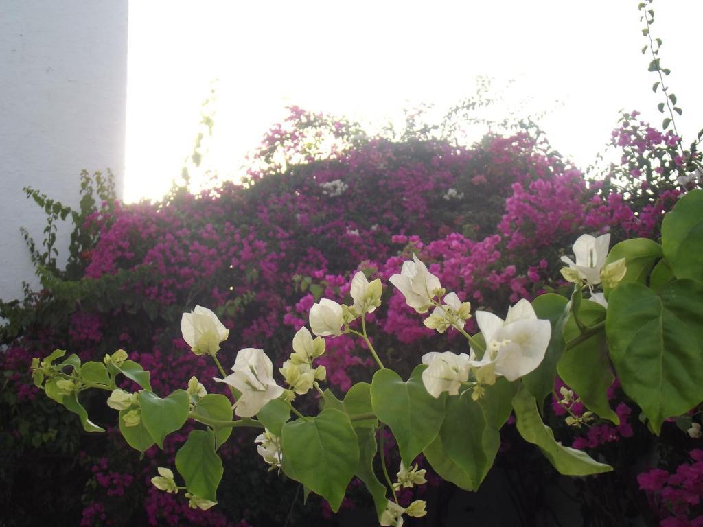 Villa Phoenicia ฮัมมาเม็ต ภายนอก รูปภาพ